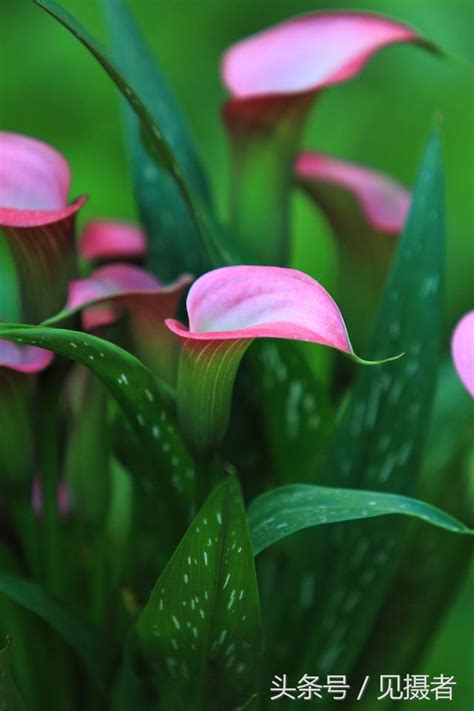 馬蹄蘭 花語|馬蹄蓮的花語是什麼，各個顏色馬蹄蓮花語大全/幸福純潔